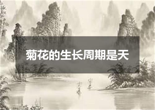 菊花的生长周期是天