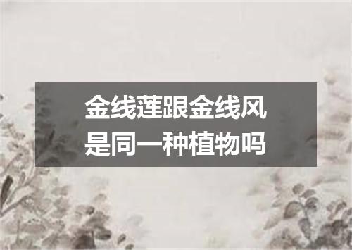 金线莲跟金线风是同一种植物吗