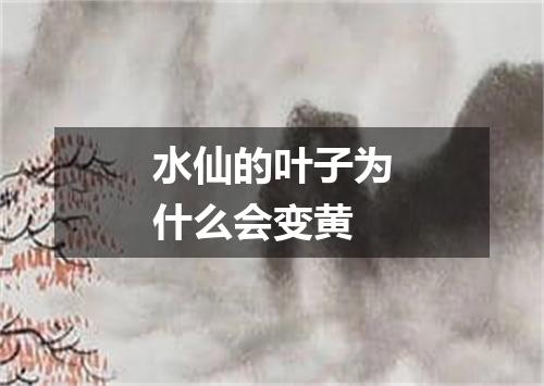 水仙的叶子为什么会变黄