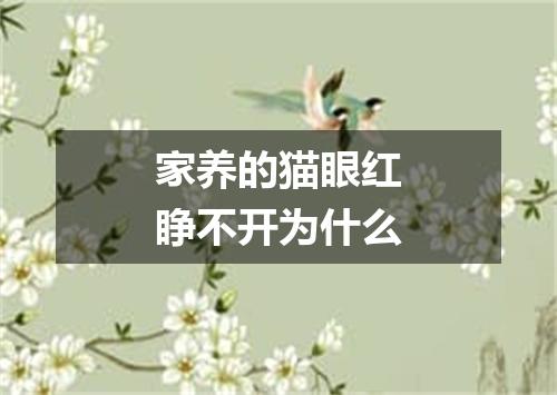 家养的猫眼红睁不开为什么