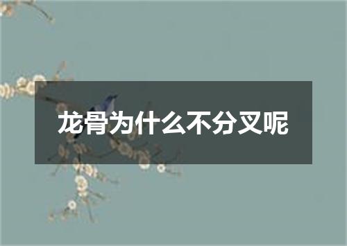 龙骨为什么不分叉呢