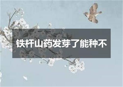 铁杆山药发芽了能种不