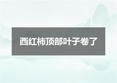 西红柿顶部叶子卷了