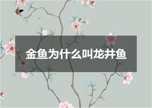 金鱼为什么叫龙井鱼