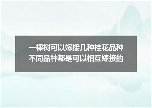 一棵树可以嫁接几种桂花品种不同品种都是可以相互嫁接的