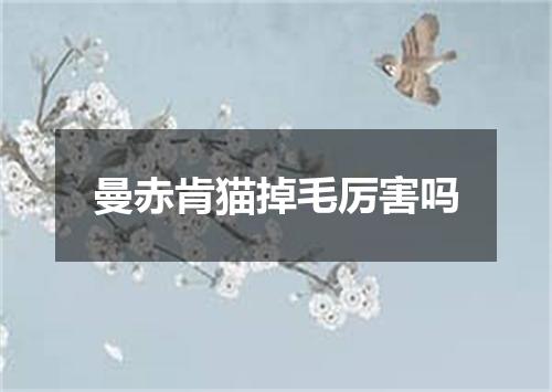 曼赤肯猫掉毛厉害吗