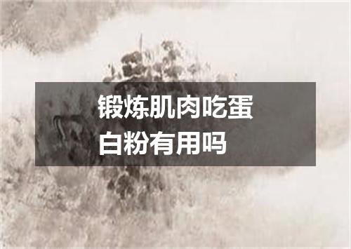 锻炼肌肉吃蛋白粉有用吗