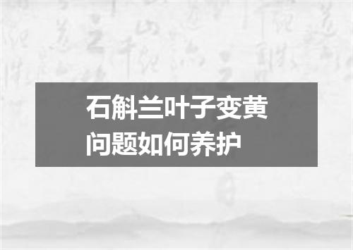 石斛兰叶子变黄问题如何养护