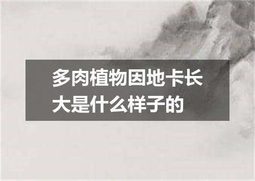 多肉植物因地卡长大是什么样子的