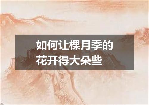 如何让棵月季的花开得大朵些