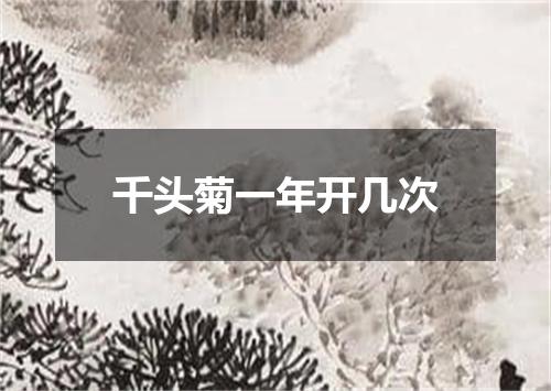 千头菊一年开几次