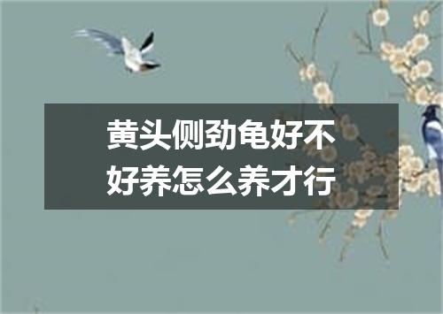 黄头侧劲龟好不好养怎么养才行