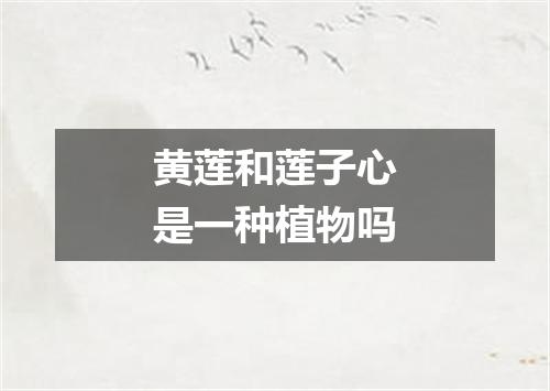 黄莲和莲子心是一种植物吗