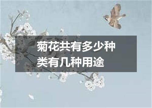 菊花共有多少种类有几种用途