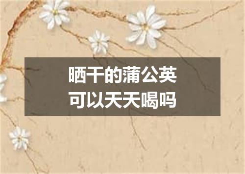 晒干的蒲公英可以天天喝吗