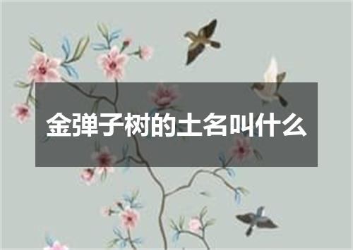 金弹子树的土名叫什么