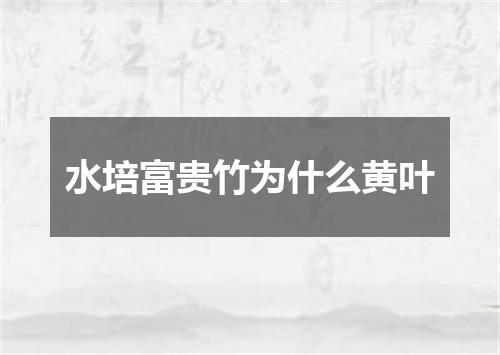 水培富贵竹为什么黄叶