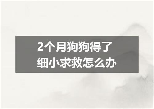 2个月狗狗得了细小求救怎么办
