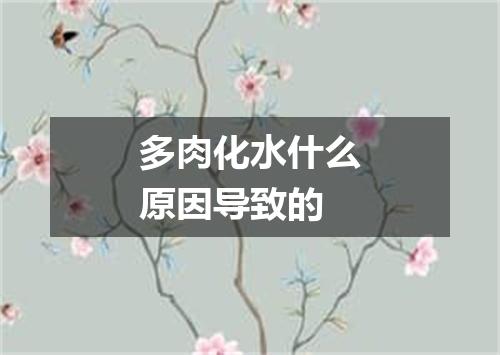 多肉化水什么原因导致的