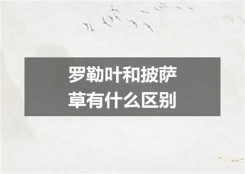 罗勒叶和披萨草有什么区别