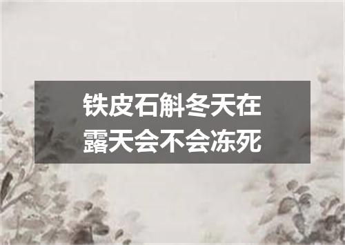 铁皮石斛冬天在露天会不会冻死