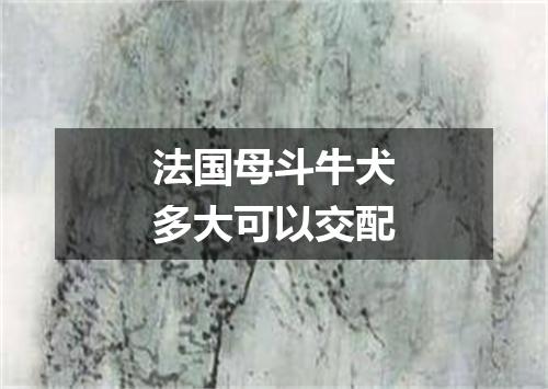 法国母斗牛犬多大可以交配