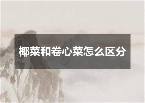 椰菜和卷心菜怎么区分