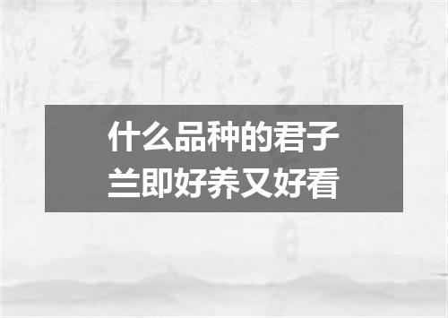 什么品种的君子兰即好养又好看