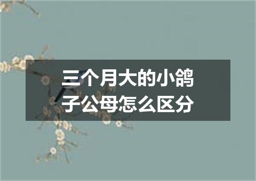 三个月大的小鸽子公母怎么区分