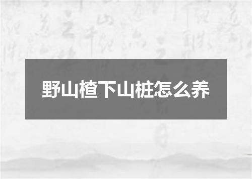 野山楂下山桩怎么养