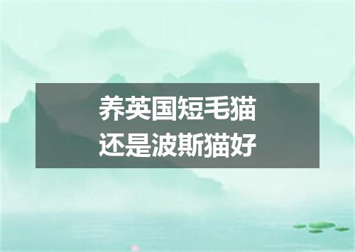 养英国短毛猫还是波斯猫好