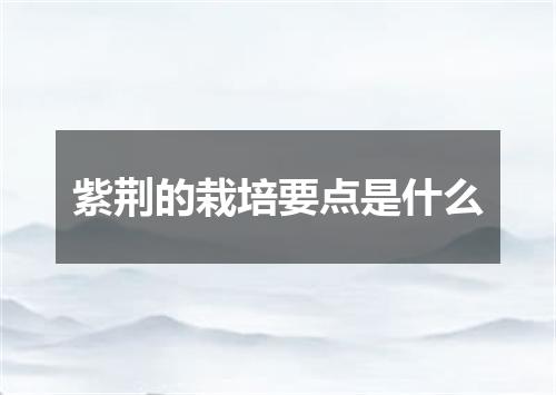 紫荆的栽培要点是什么