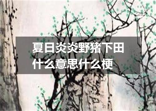 夏日炎炎野猪下田什么意思什么梗