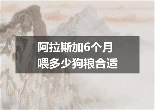 阿拉斯加6个月喂多少狗粮合适