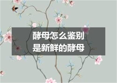 酵母怎么鉴别是新鲜的酵母