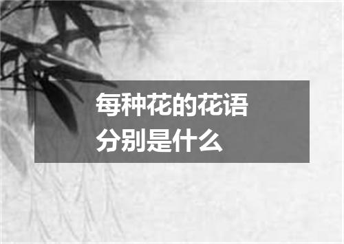 每种花的花语分别是什么