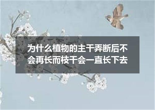 为什么植物的主干弄断后不会再长而枝干会一直长下去