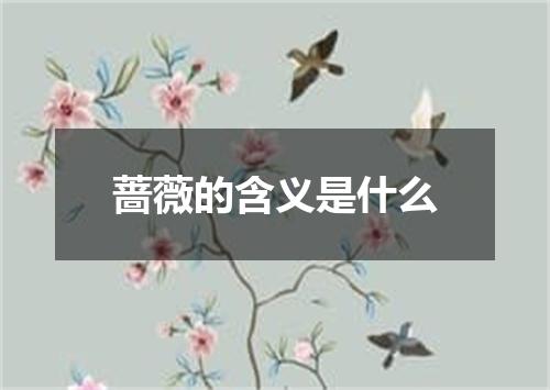 蔷薇的含义是什么