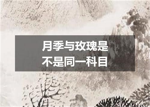 月季与玫瑰是不是同一科目