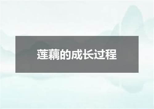 莲藕的成长过程