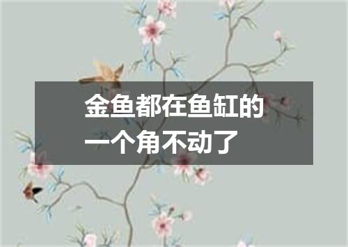 金鱼都在鱼缸的一个角不动了
