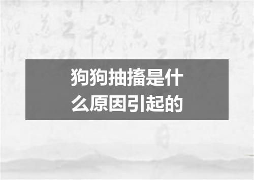 狗狗抽搐是什么原因引起的
