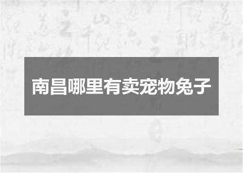 南昌哪里有卖宠物兔子