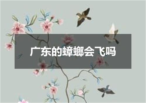 广东的蟑螂会飞吗