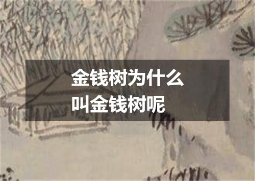 金钱树为什么叫金钱树呢