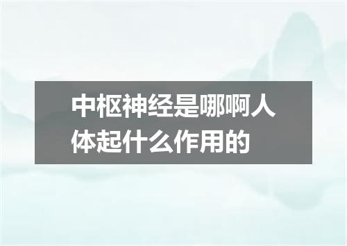 中枢神经是哪啊人体起什么作用的