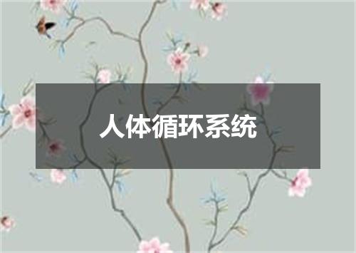 人体循环系统