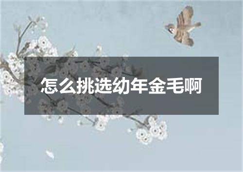 怎么挑选幼年金毛啊