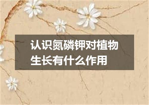 认识氮磷钾对植物生长有什么作用
