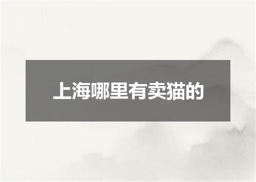 上海哪里有卖猫的